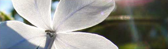 Calor Verde: Estufas de exterior